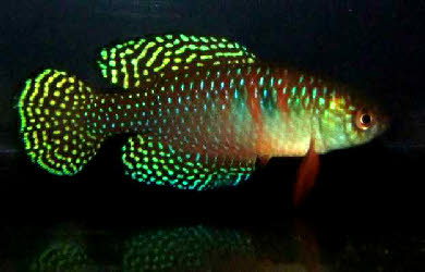 Hypsolebias(Simpsonichthys) magnificus