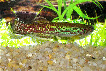 Fundulopanchax marmoratus