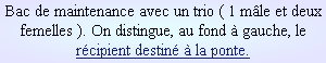 Bac de maintenance avec un trio ( 1 mâle et deux femelles ). On distingue, au fond à gauche, le récipient destiné à la ponte.