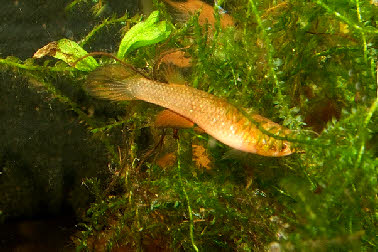 Laimosemion frenatus