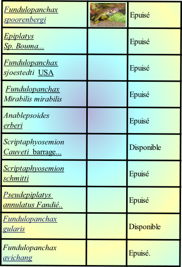 Fundulopanchax avichang