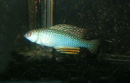 Hypsolebias trifasciatus