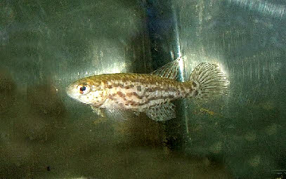 Hypsolebias trifasciatus