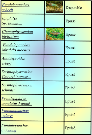 Fundulopanchax avichang
