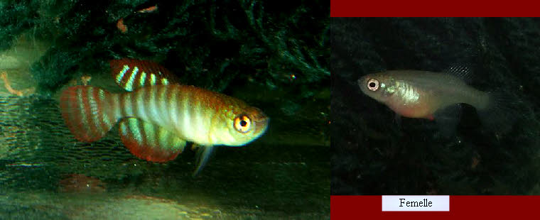 Hypsolebias  fasciatus