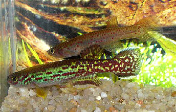 Fundulopanchax marmoratus