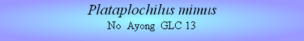 Plataplochilus mimus
No  Ayong  GLC 13