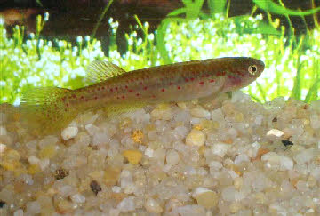 Fundulopanchax marmoratus