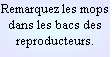 Remarquez les mops dans les bacs des reproducteurs. reproducteurs.