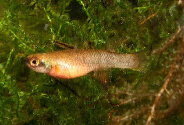 Laimosemion frenatus