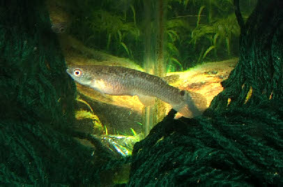 Rivulus gomesi