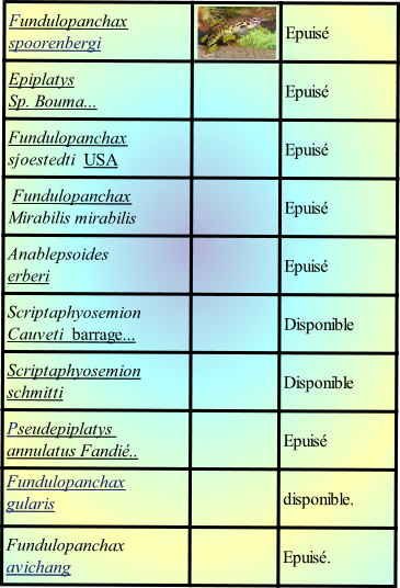Fundulopanchax avichang