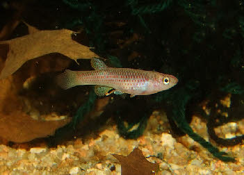 Aphyosemion sp. Elegans 