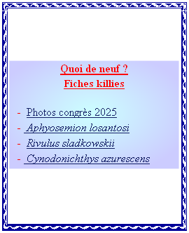 Quoi de neuf ?
Fiches killies

		 -  Photos congrès 2025
   -  Aphyosemion losantosi
  	-  Rivulus sladkowskii
   -  Cynodonichthys azurescens